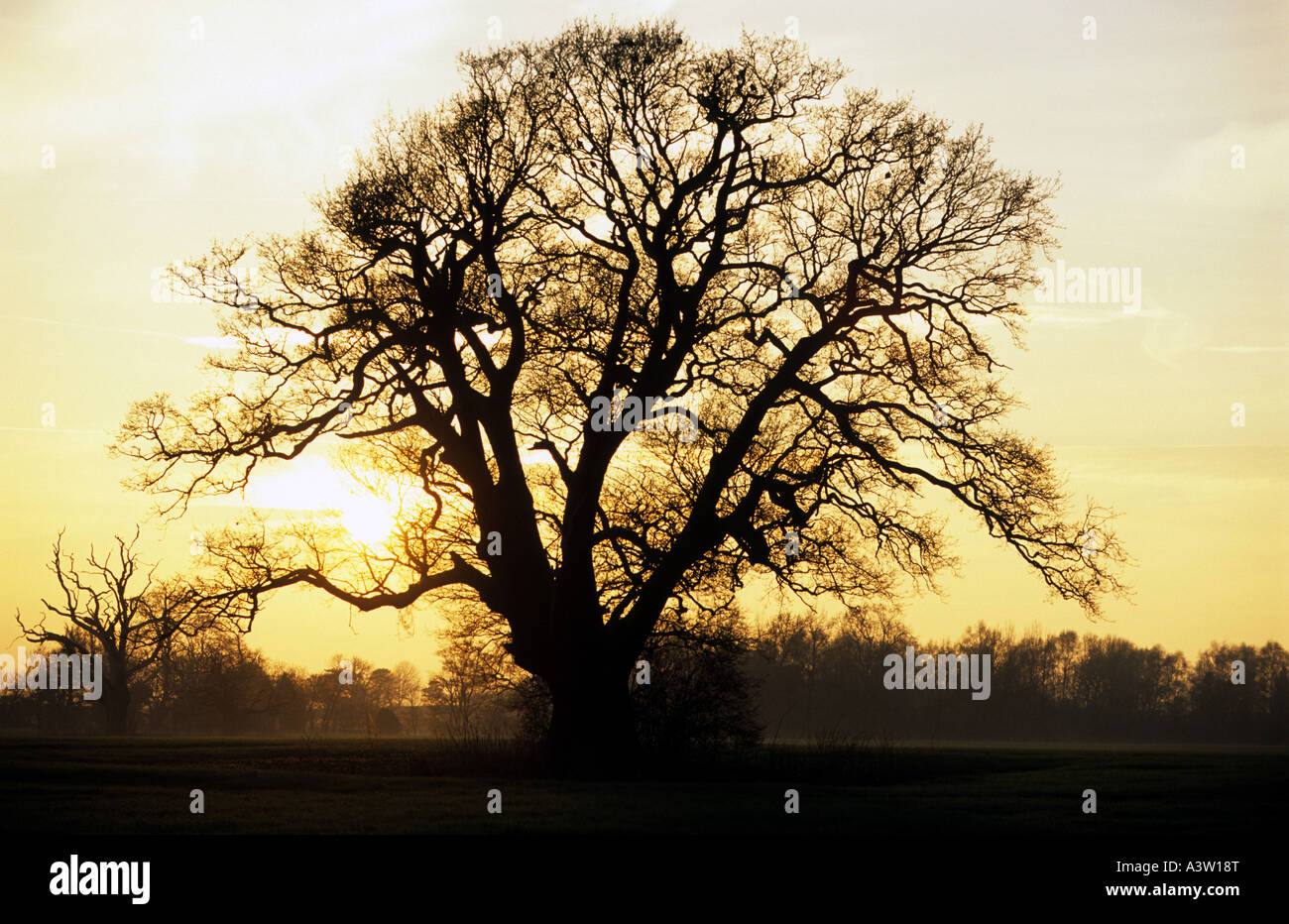 Mature oak tree in the village of Shottisham, Suffolk, UK Stock Photo