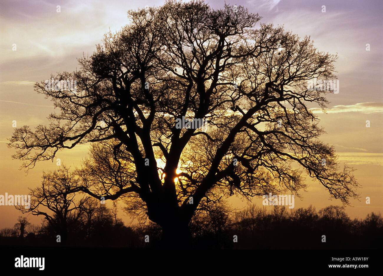 Mature oak tree in the village of Shottisham, Suffolk, UK Stock Photo