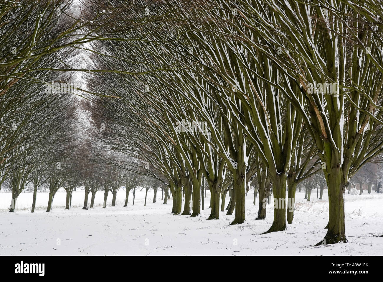 Snowy avenue of trees 1 Radley College near Oxford Stock Photo Alamy