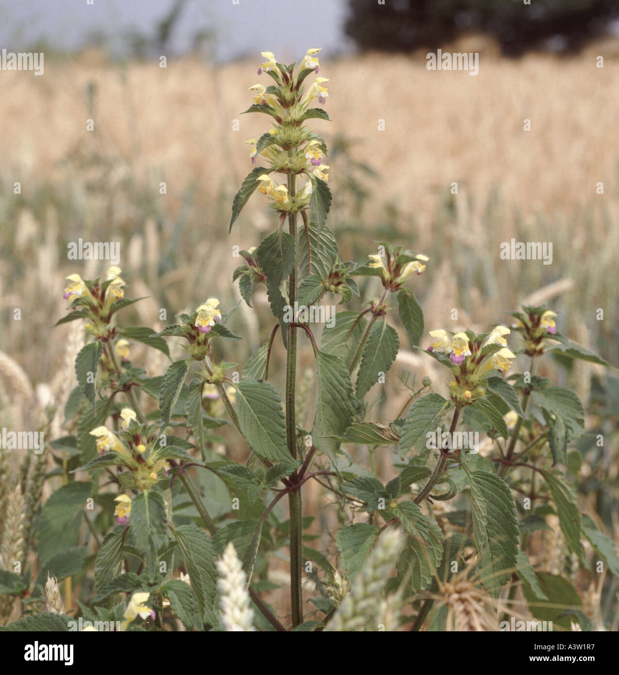 Large flowered Hemp nettle (Galeopsis speciosa) flower spike in cereal crop Stock Photo
