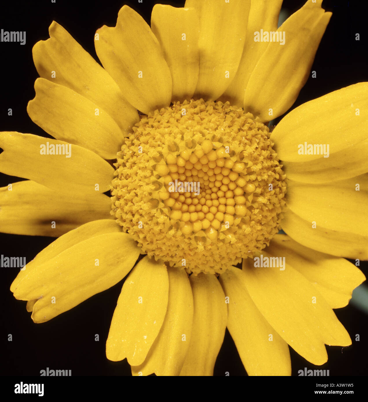 Corn Marigold Chrysanthemum segetum flower Stock Photo Alamy