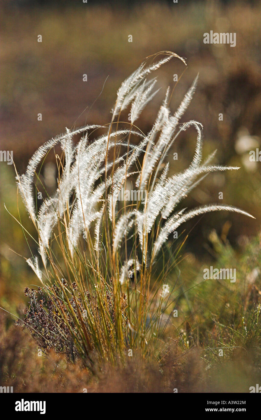 Feather Grass  Stock Photo