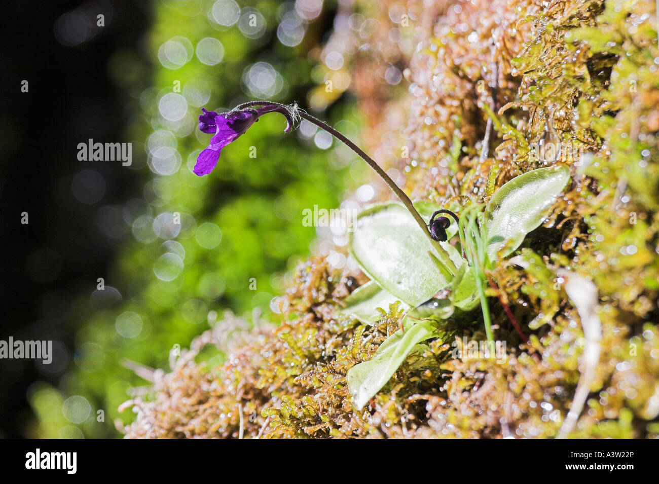 Common Butterwort Stock Photo Alamy