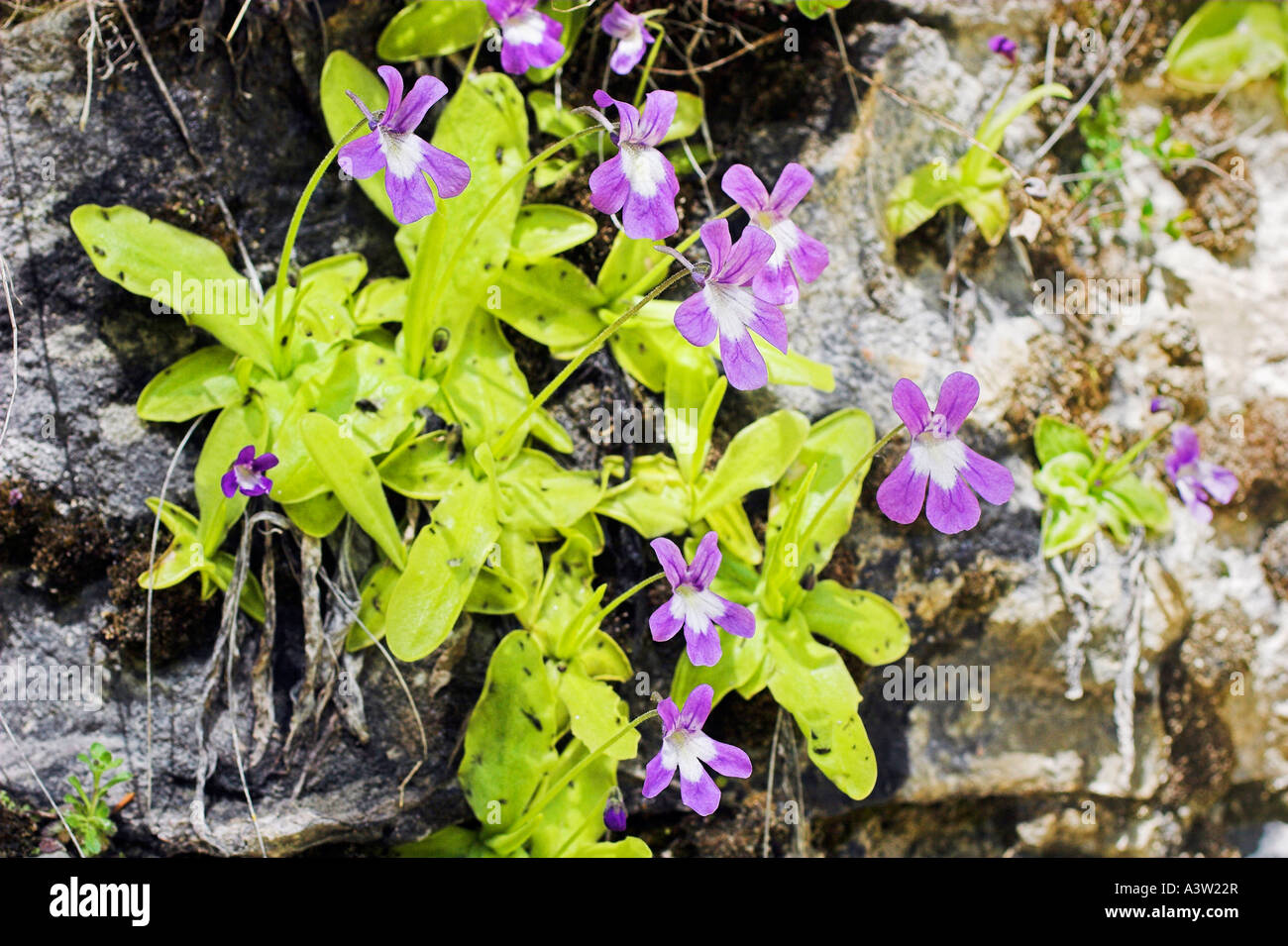 Common Butterwort Stock Photo Alamy