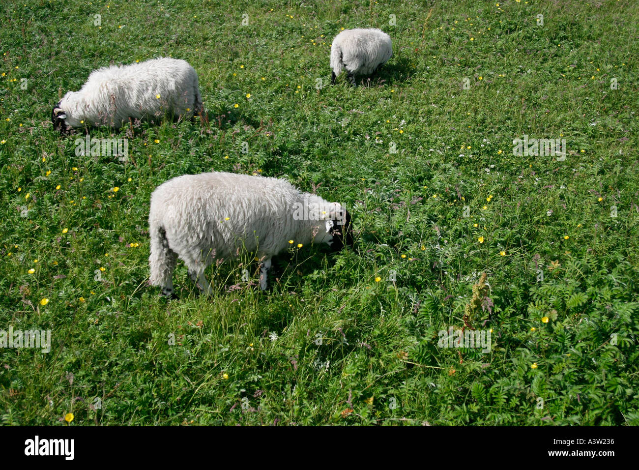 Isle of lewis sheep hi-res stock photography and images - Alamy