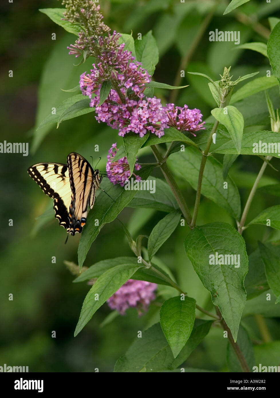 Eastern Tiger Swallowtail Butterfly on lilac bush Stock Photo