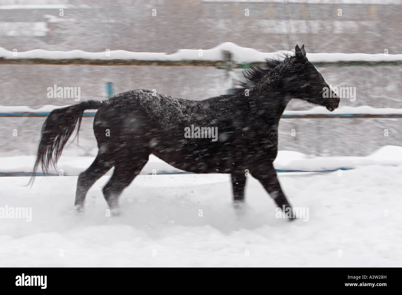 Horse in stud Stock Photo Alamy