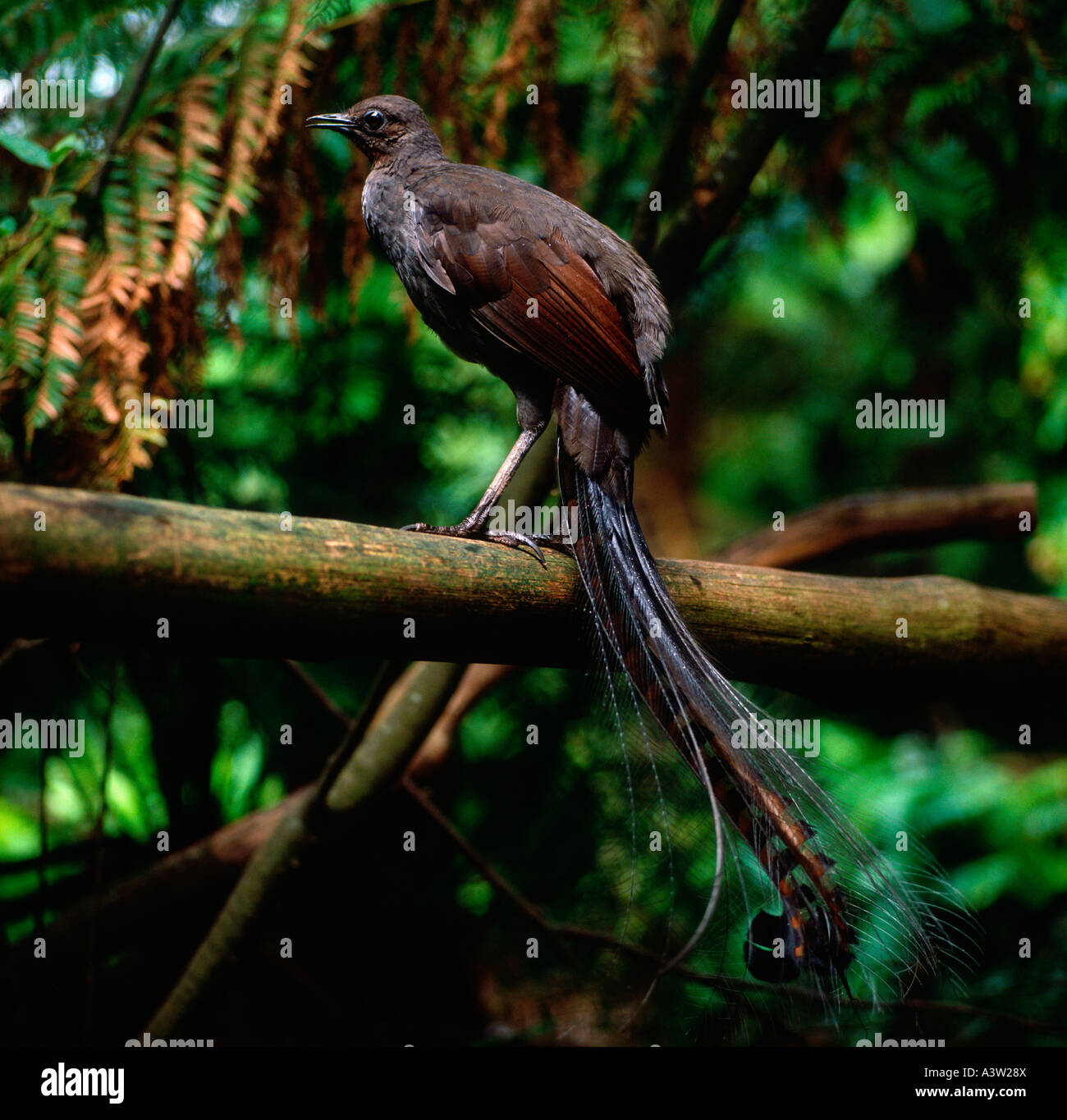 Superb Lyrebird  Stock Photo