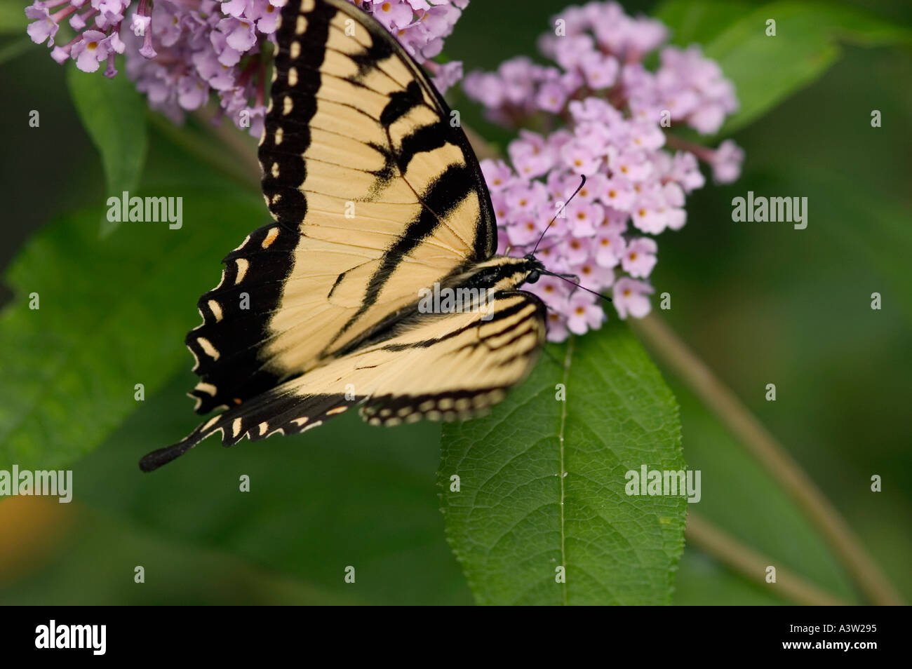 Eastern Tiger Swallowtail Butterfly on lilac bush Stock Photo