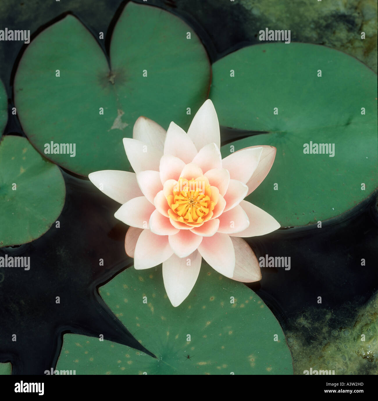 White water lily Nymphaea alba in flower on a garden pond Stock Photo