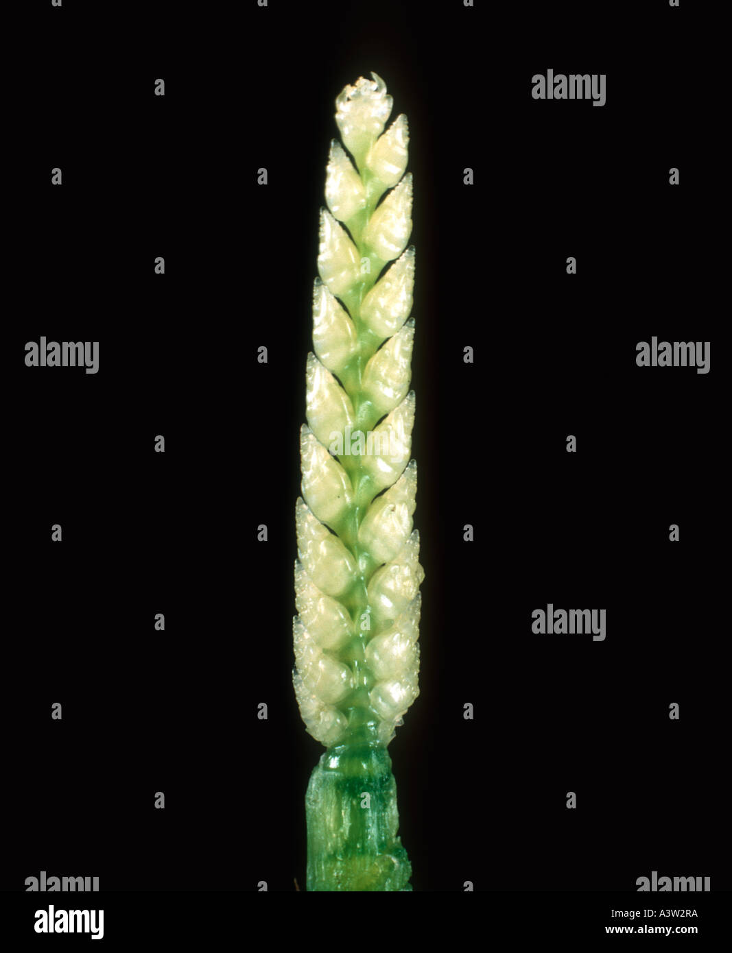 Plant embryo hi-res stock photography and images - Alamy