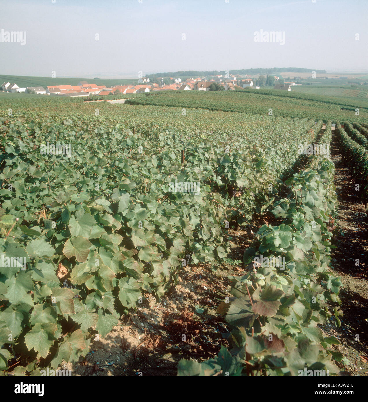 View of Champagne vineyards of Pinot Noir grapevines France Stock Photo