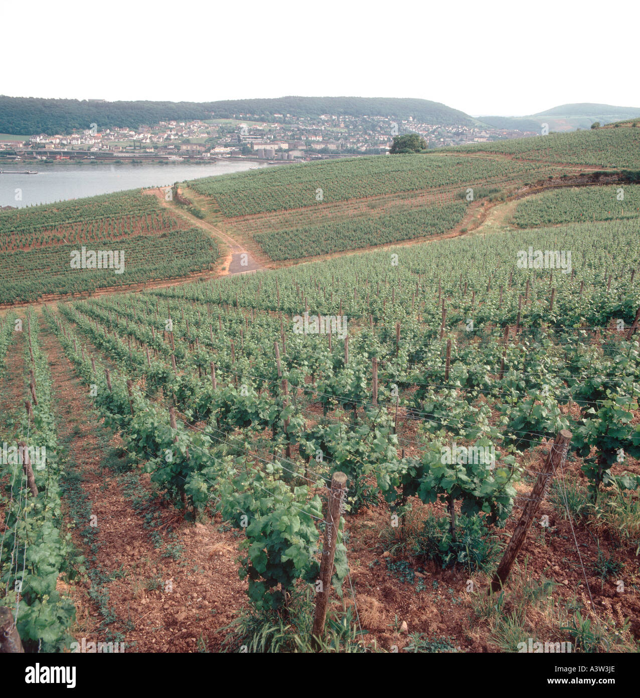 View of sloping vineyards on the River Rhine Germany Stock Photo