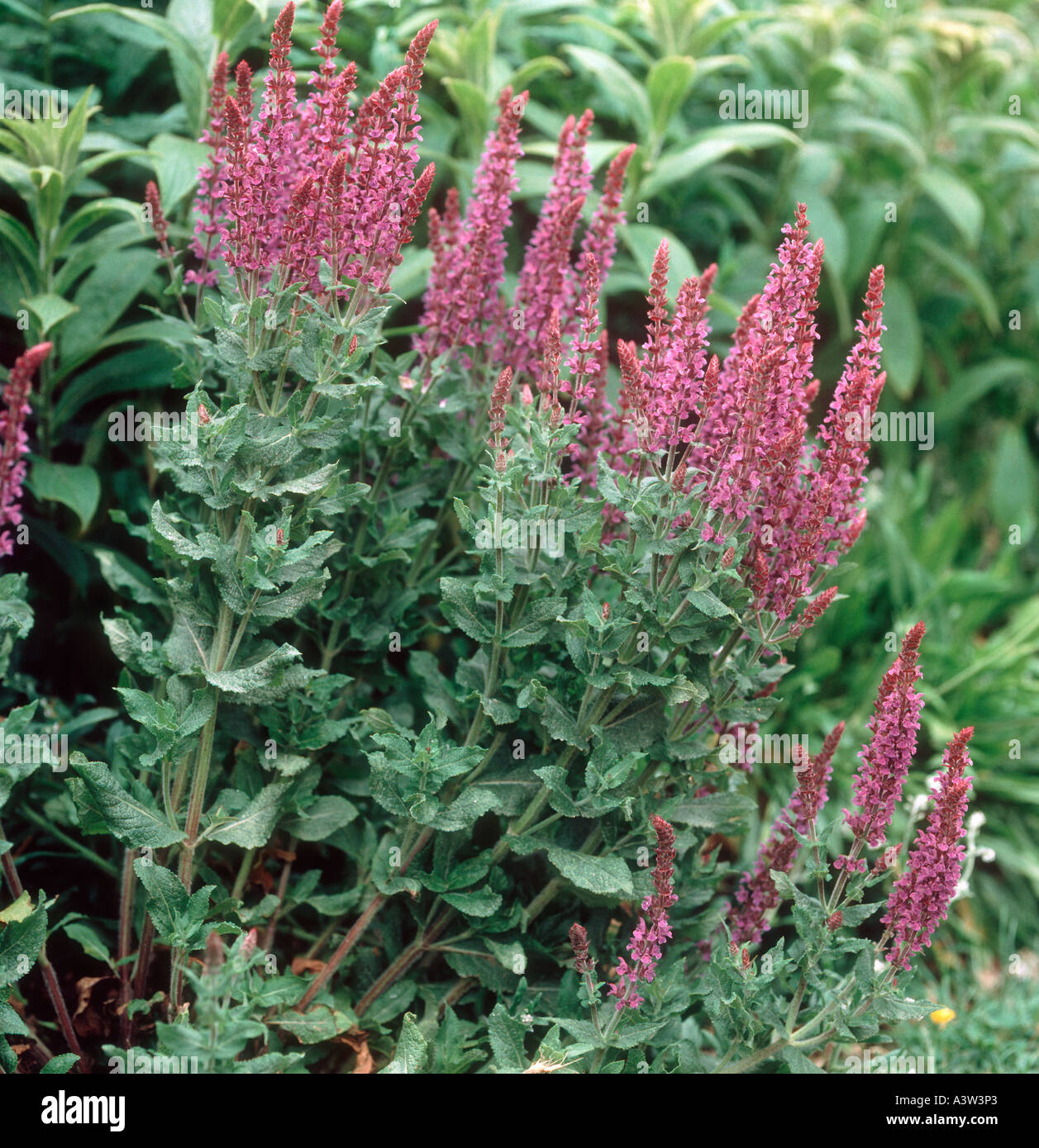 Purple ornamental sage Salvia nemorosa variety May Night in flower Stock Photo