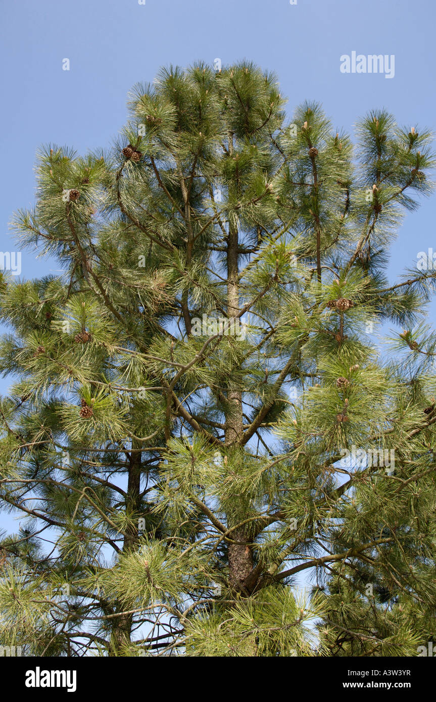 Ponderosa pine trees hi-res stock photography and images - Alamy