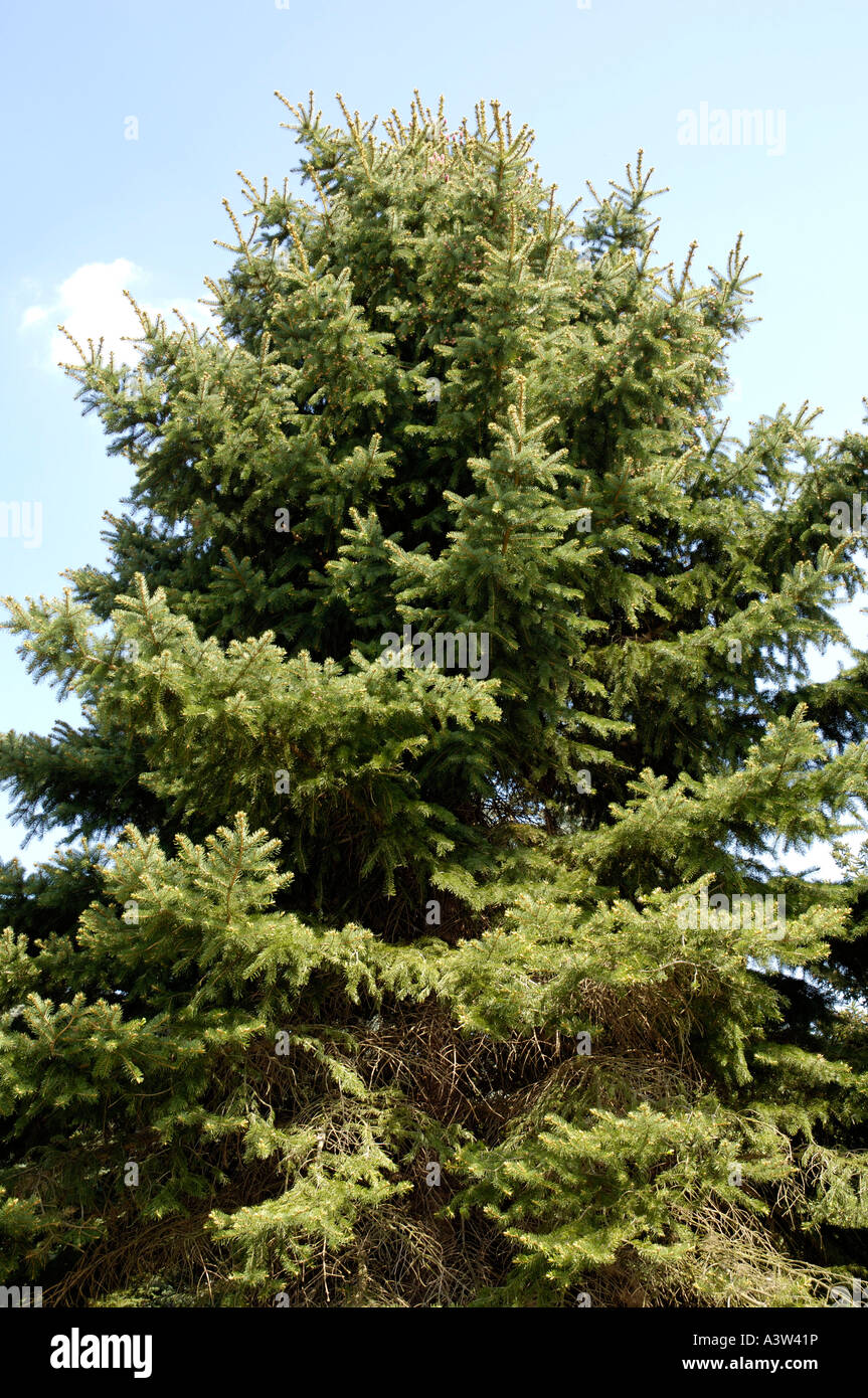 Blue Spruce / Colorado Spruce  Stock Photo