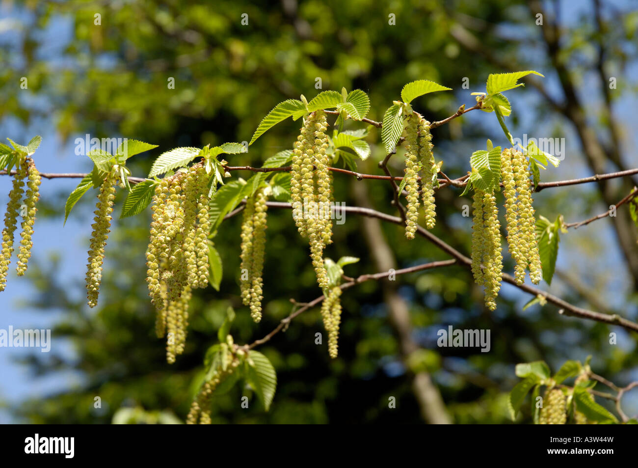 Hop Hornbeam Stock Photo Alamy