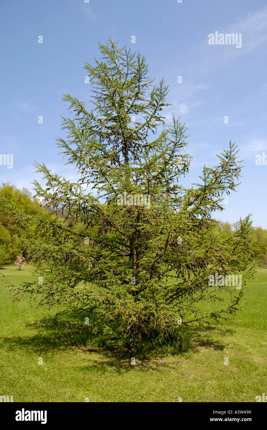 Japanese Larch  Stock Photo