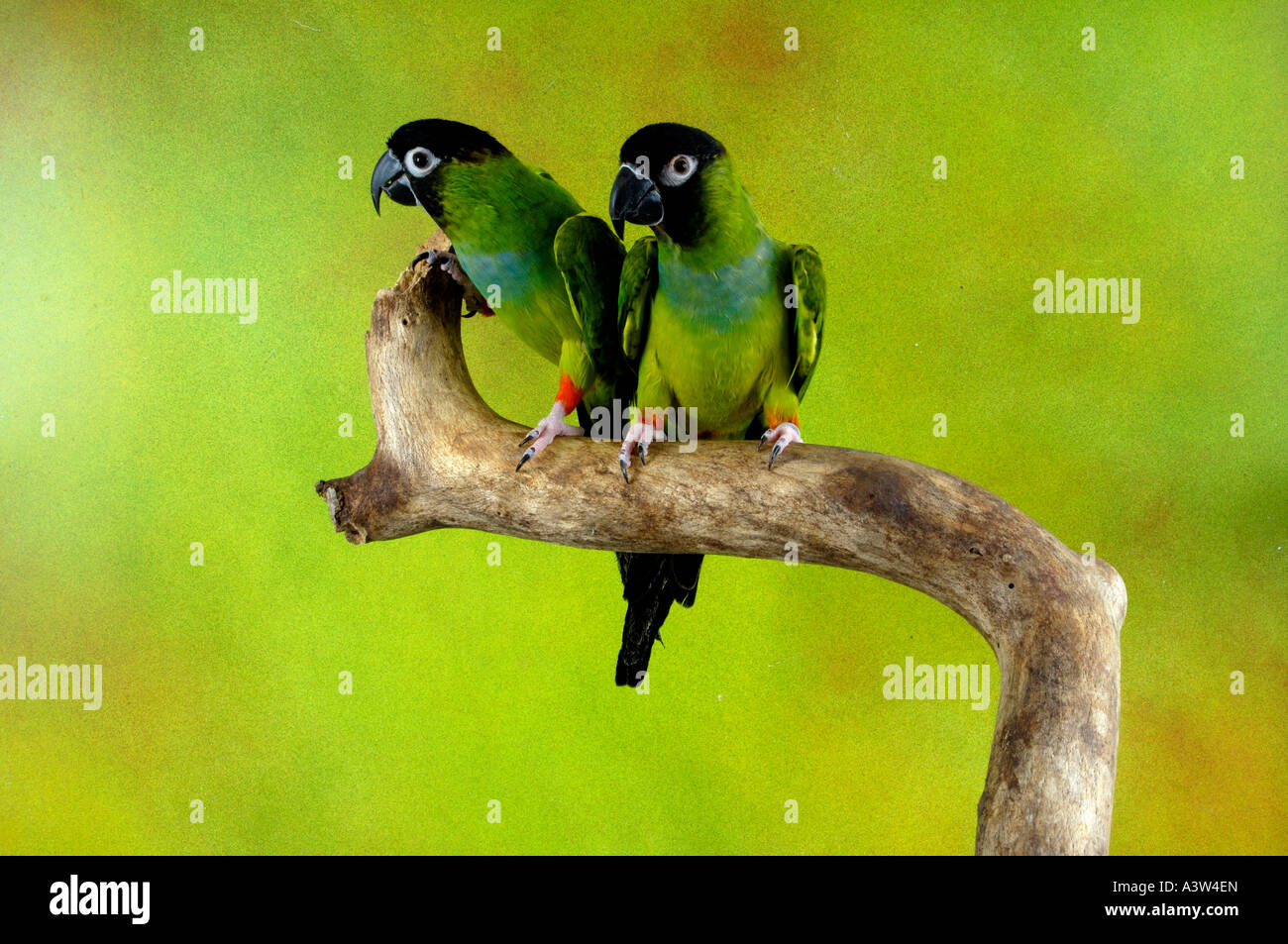 Nandy Conures Nanday Conure Stock Photo - Alamy