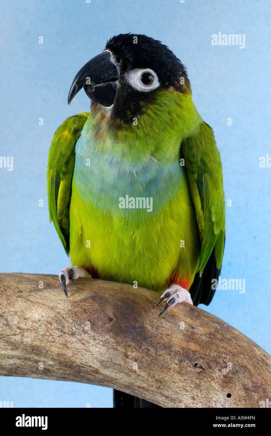 Nandy Conures Nanday Conure Stock Photo - Alamy
