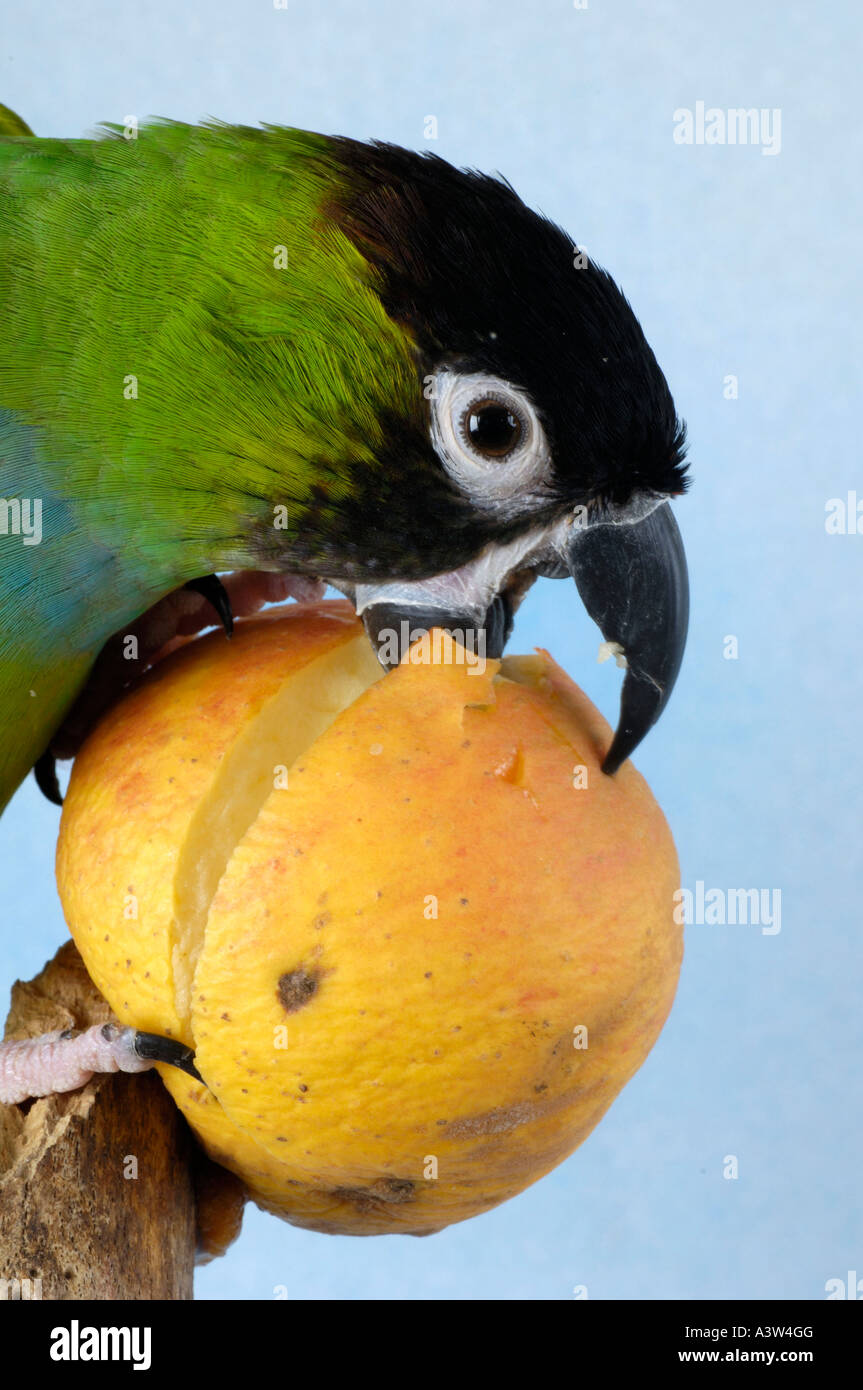 Nanday Condor Nanday Conure Stock Photo - Alamy