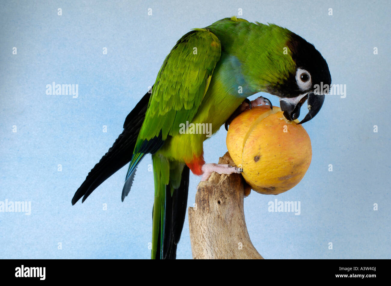 Nanday Condor Nanday Conure Stock Photo - Alamy