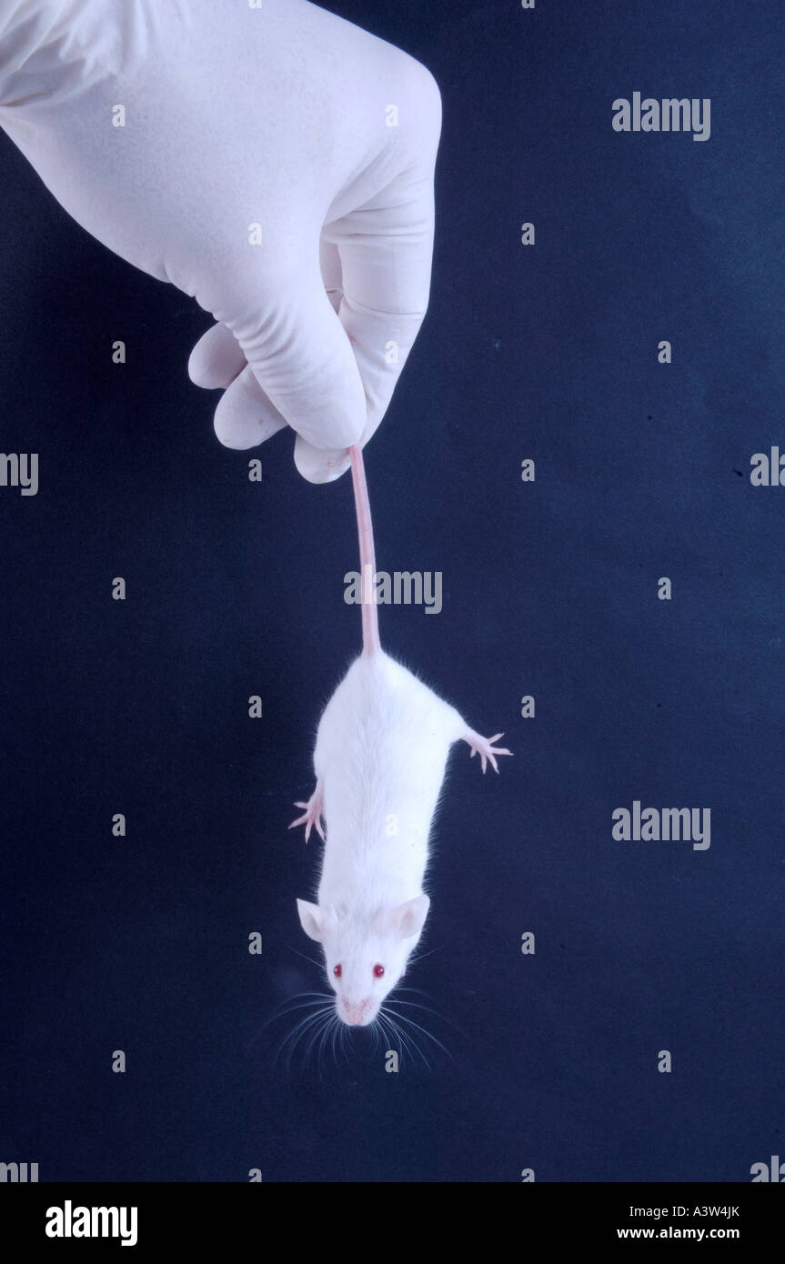 Laboratory Mouse Stock Photo Alamy