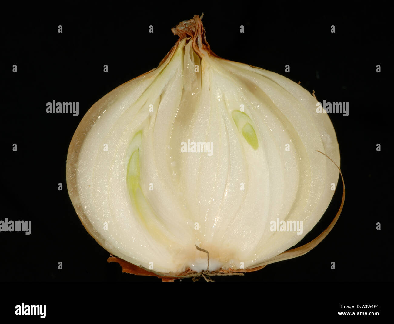 Onion bulb sectioned to show early signs of bacterial soft rot Erwinia
