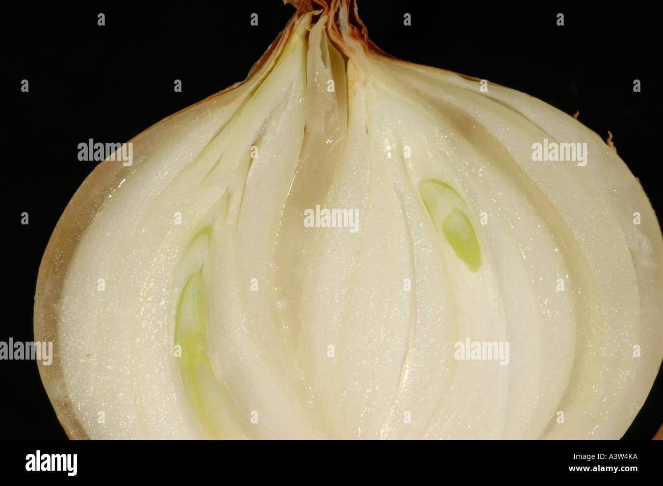 Onion bulb sectioned to show early signs of bacterial soft rot Erwinia