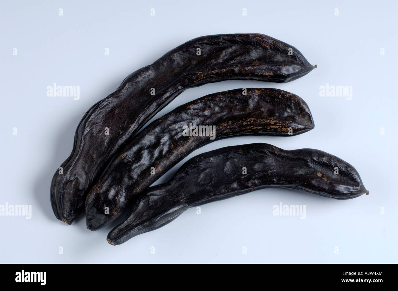 Carob tree locust tree hires stock photography and images Alamy