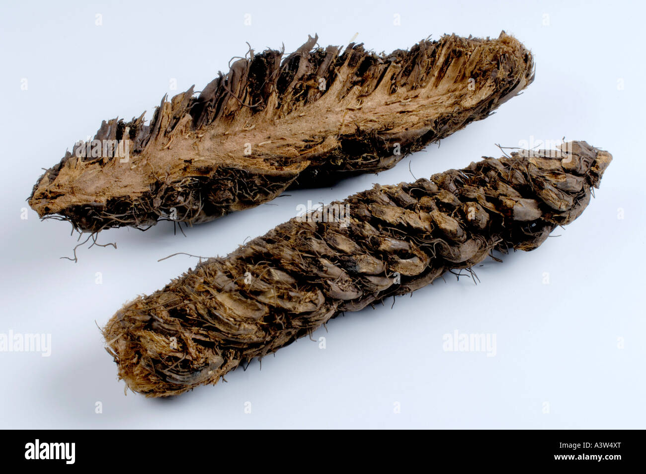 Common Male Fern root Stock Photo Alamy