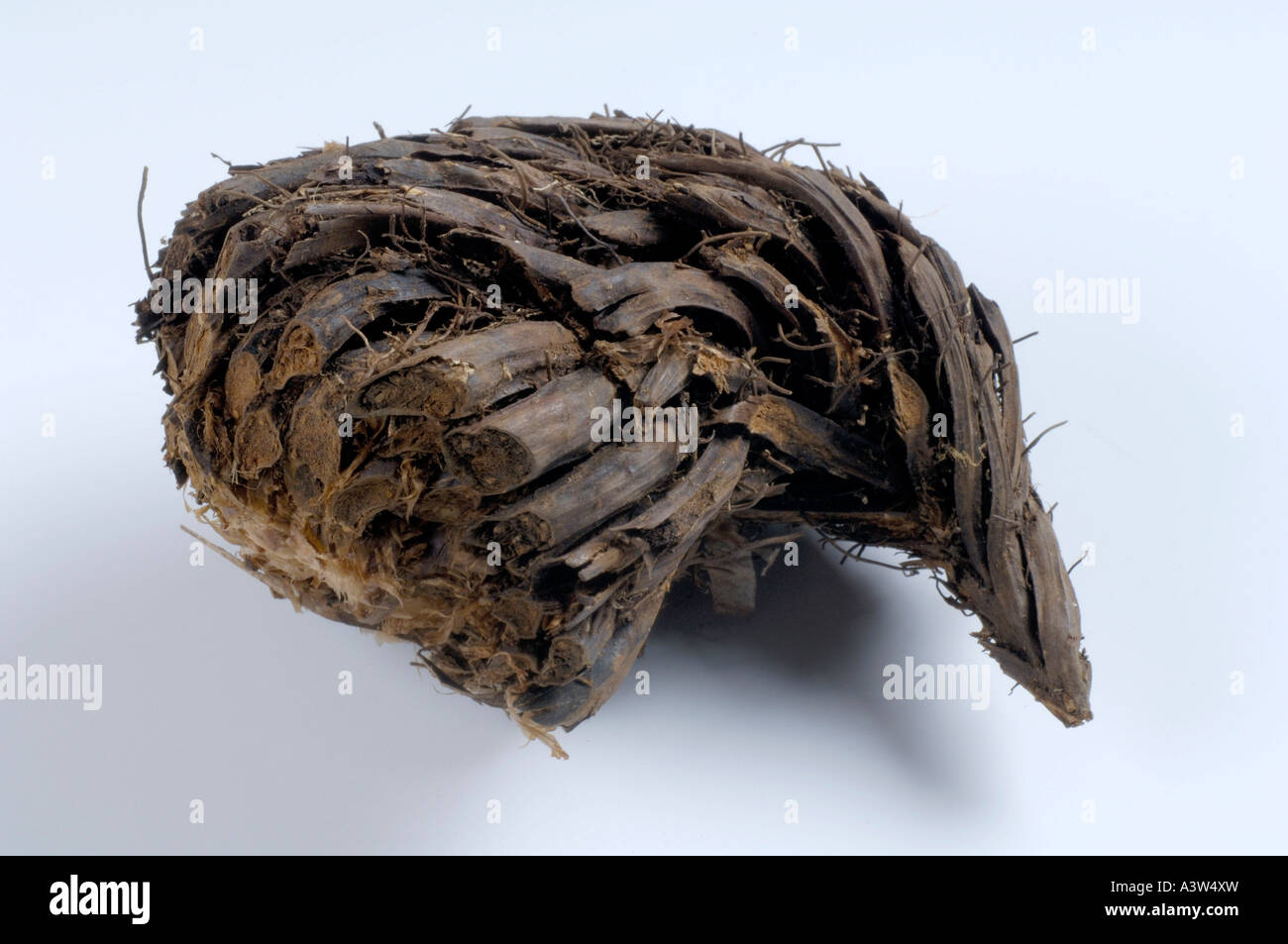 Common Male Fern root Stock Photo Alamy