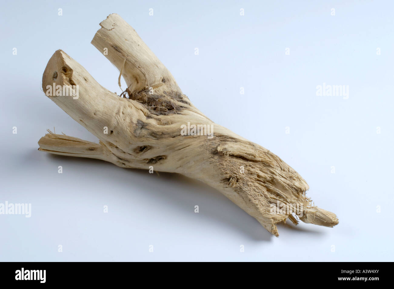 Marshmallow root Stock Photo Alamy