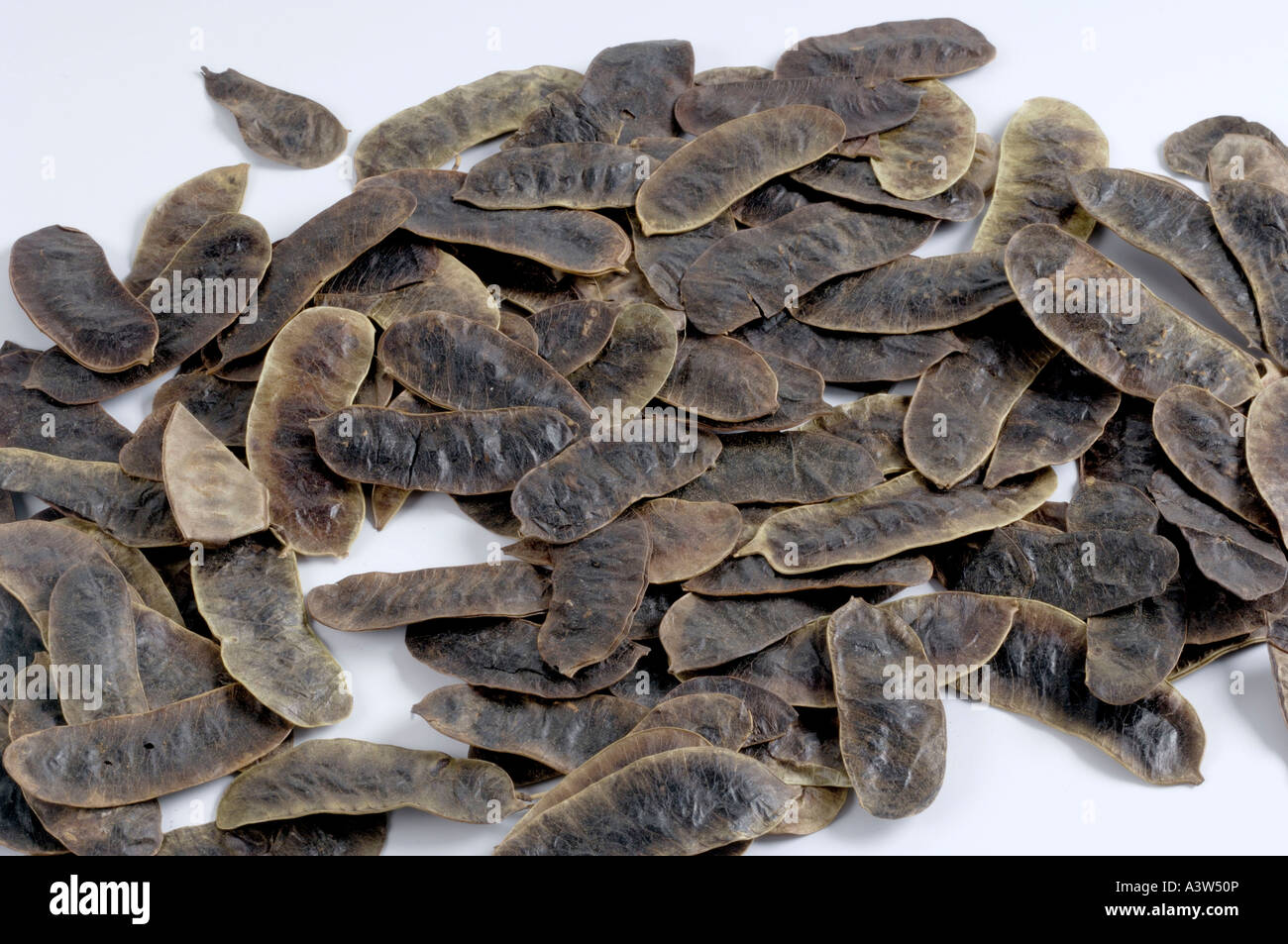 Senna plant Stock Photo - Alamy