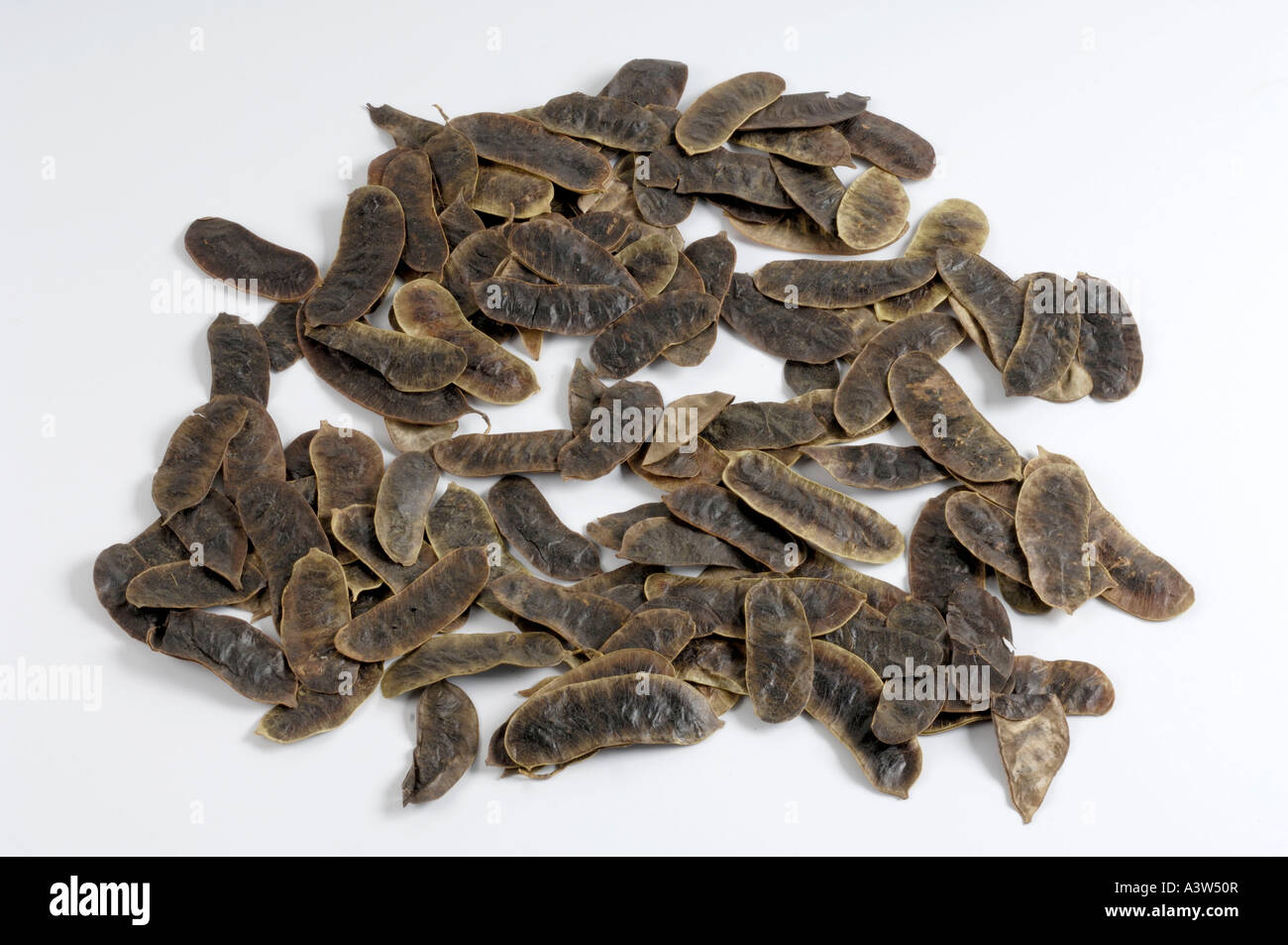 Senna plant Stock Photo - Alamy