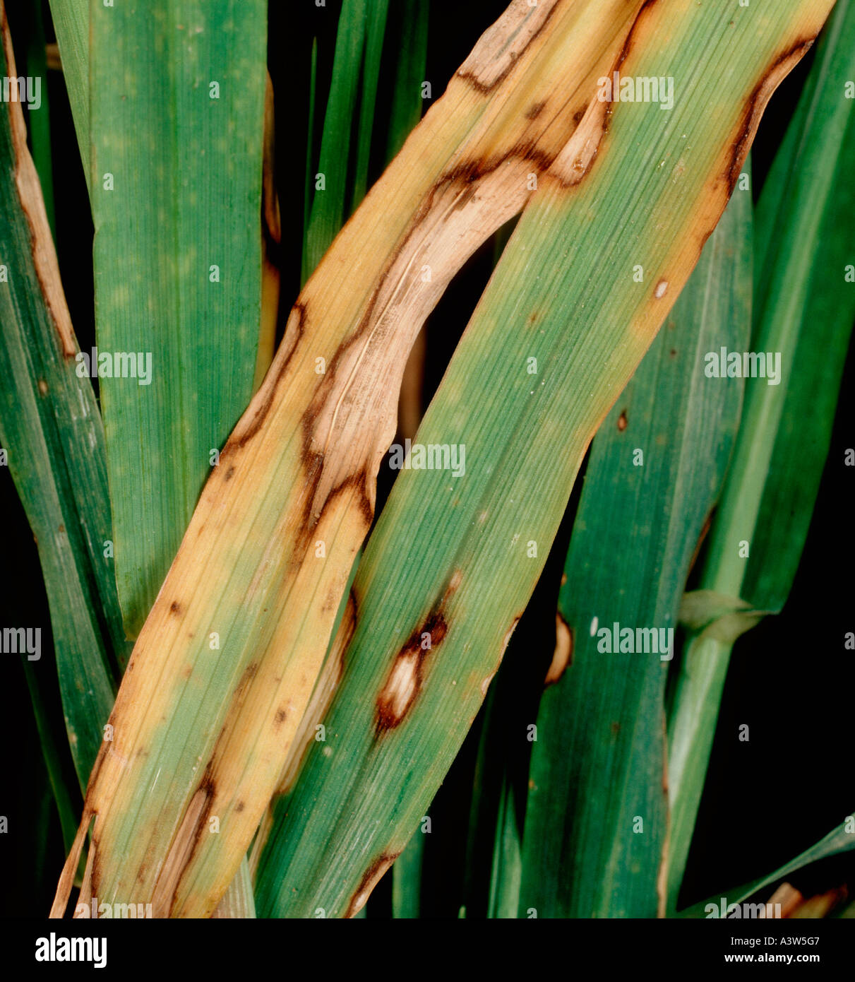 Spot blotch Cochliobolus sativus infection on barley leaves Stock Photo