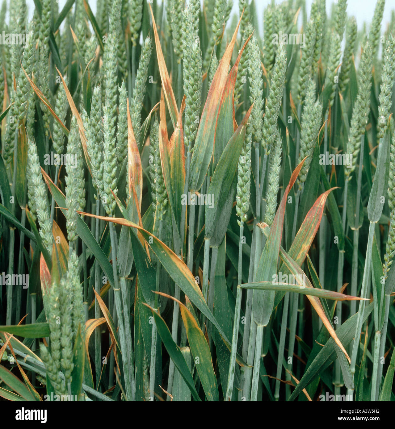 BYDV barley yellow dwarf virus symptoms in maturing wheat crop Stock Photo