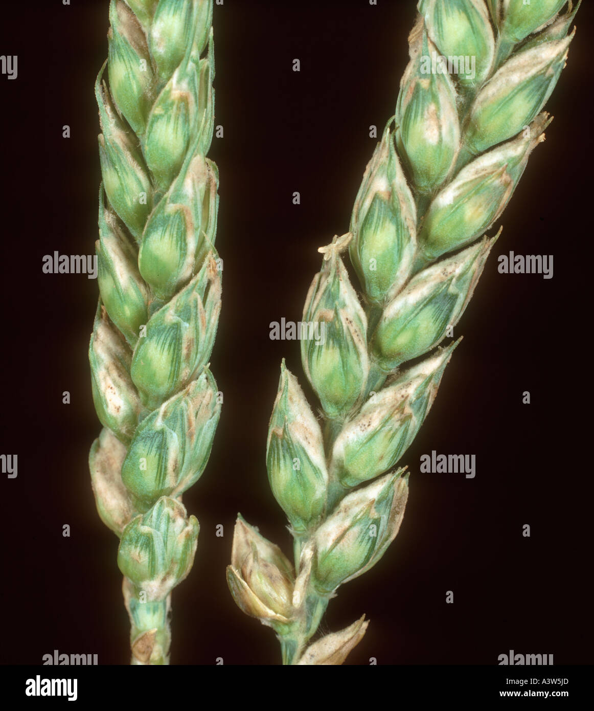Powdery mildew (Erysiphe graminis f.sp. tritici) infection on wheat ears Stock Photo