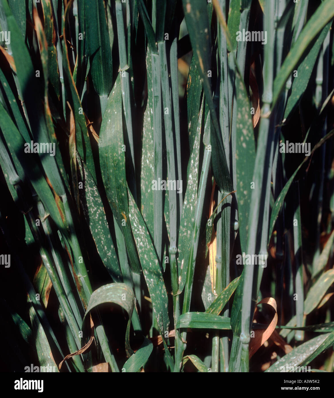 Powdery mildew (Erysiphe graminis f.sp. tritici) infection on wheat leaves Stock Photo