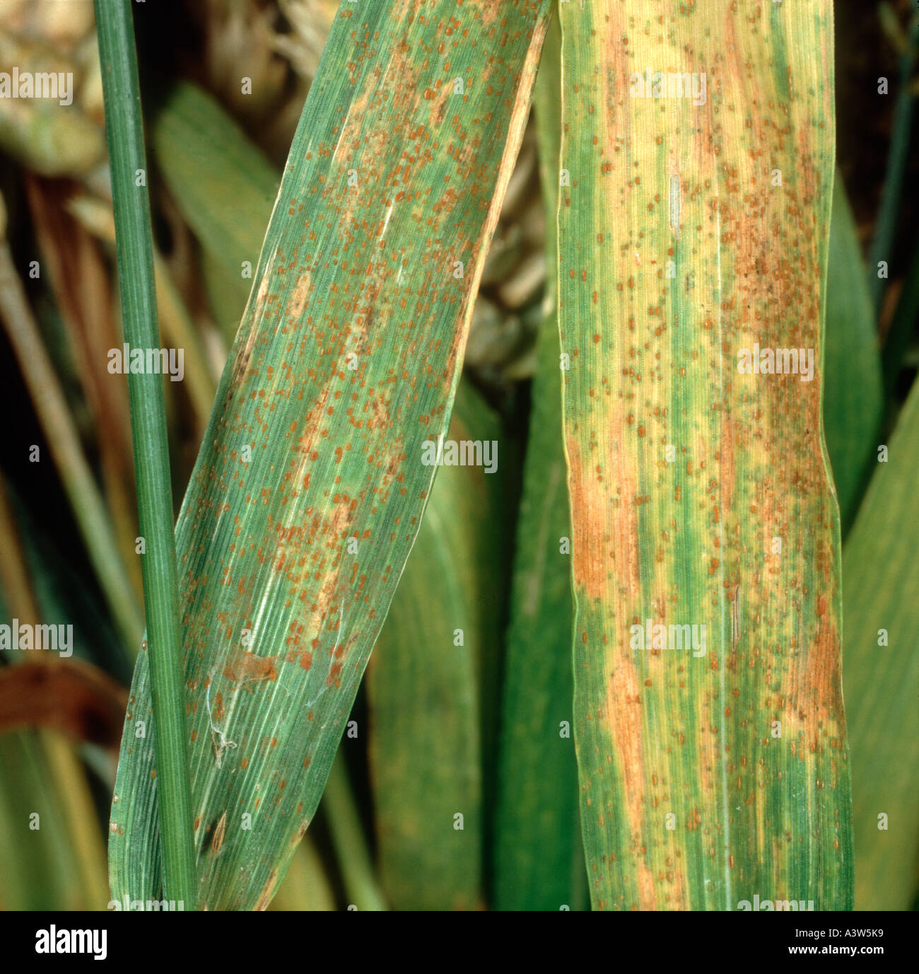 Wheat leaf or brown rust Puccinia triticina (recondita) infection on wheat leaves Stock Photo
