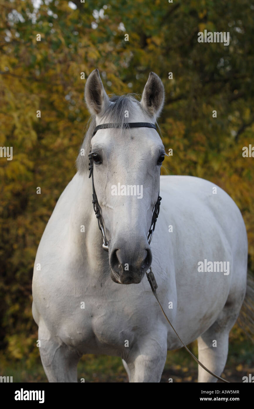 Portrait a grey horse in autumn wood Stock Photo - Alamy