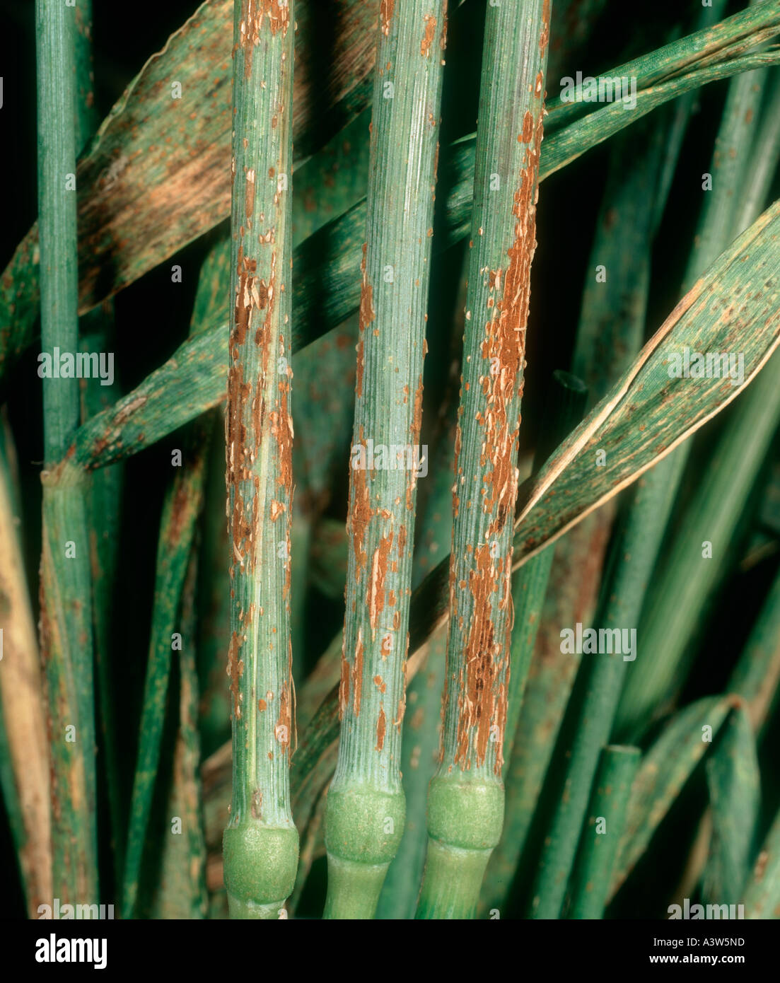 Black stem rust Puccinia graminis pustules on wheat stem USA Stock Photo
