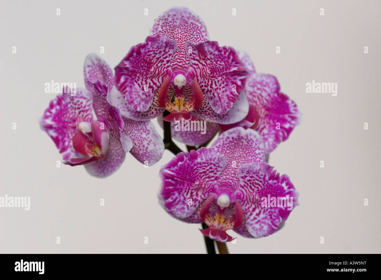 Phalaenopsis orchid Stock Photo