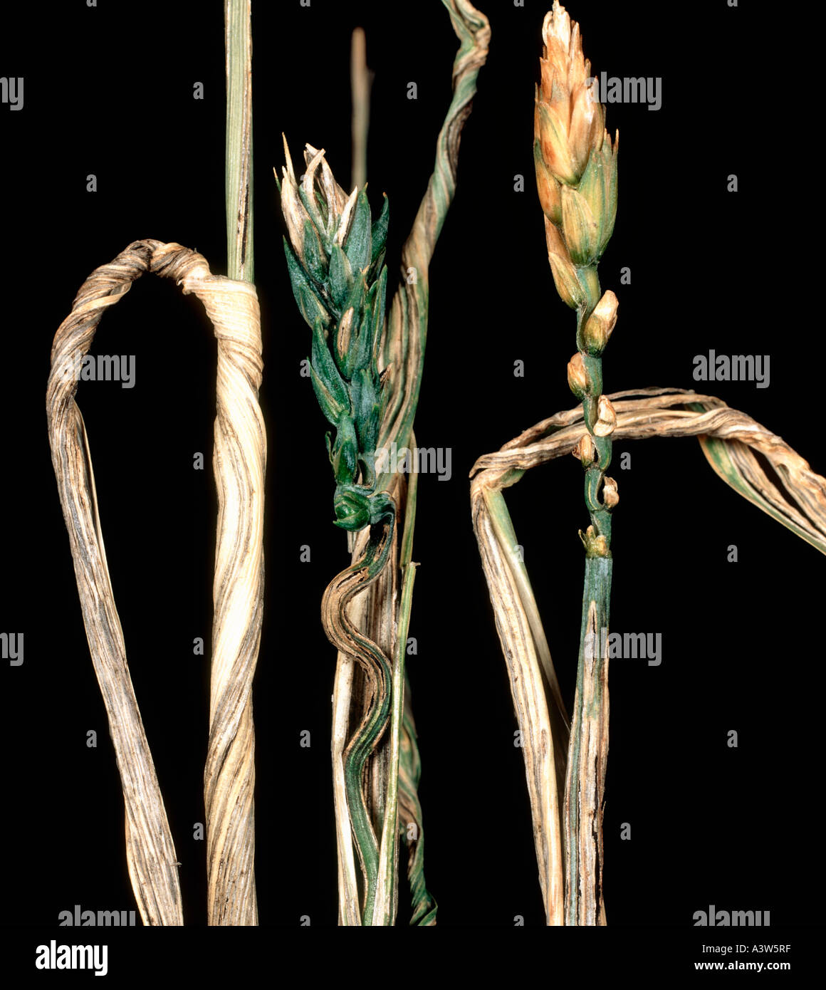 Flag smut Urocystis agropyri on wheat crop flag leaf USA Stock Photo
