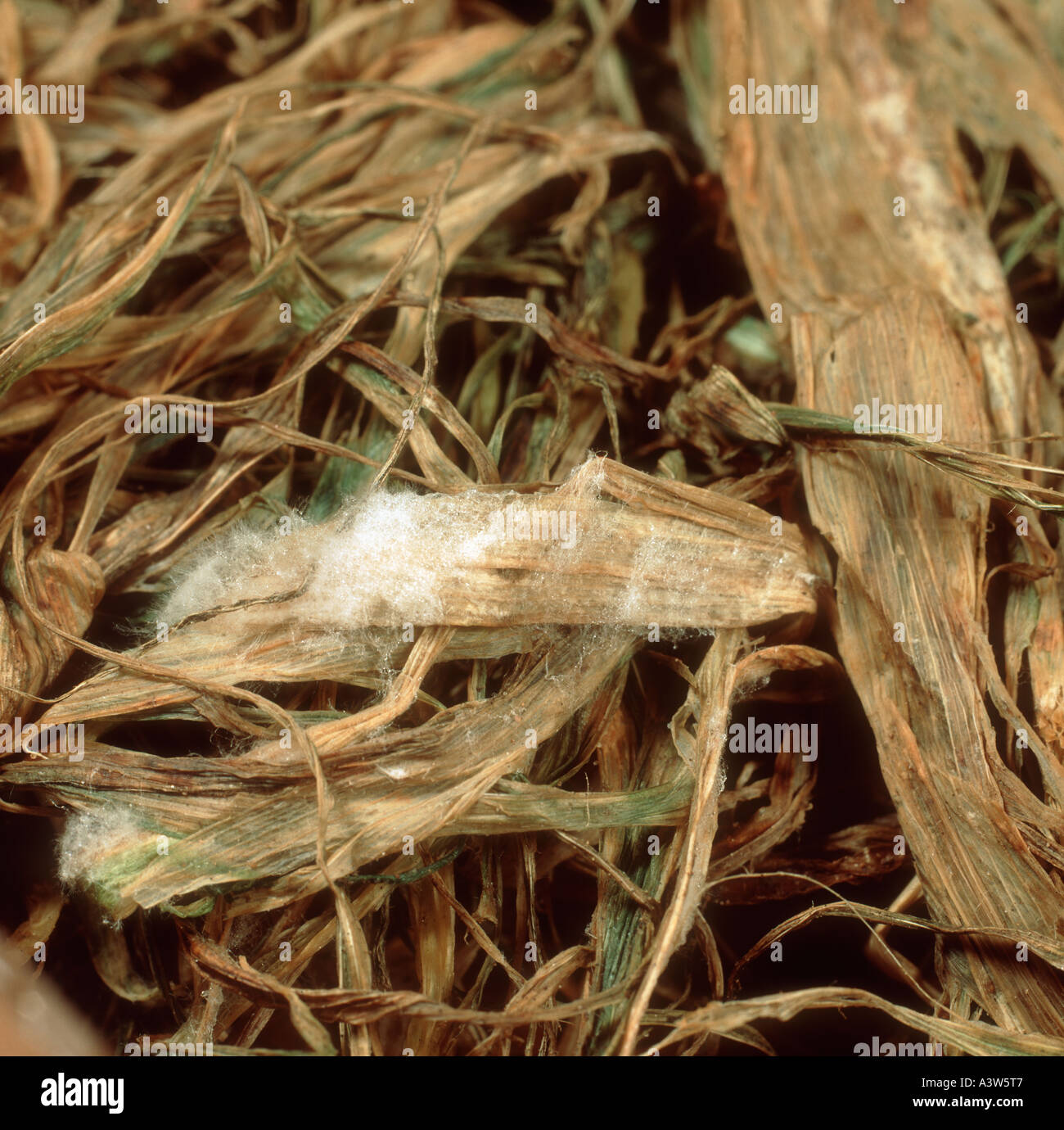 Pink snow mould Michrodochium nivale mycelium developing on diseased barley leaf tissue Stock Photo