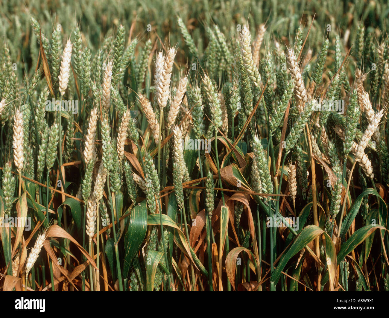 Take all Gaeumannomyces graminis whiteheads on maturing wheat crop Stock Photo