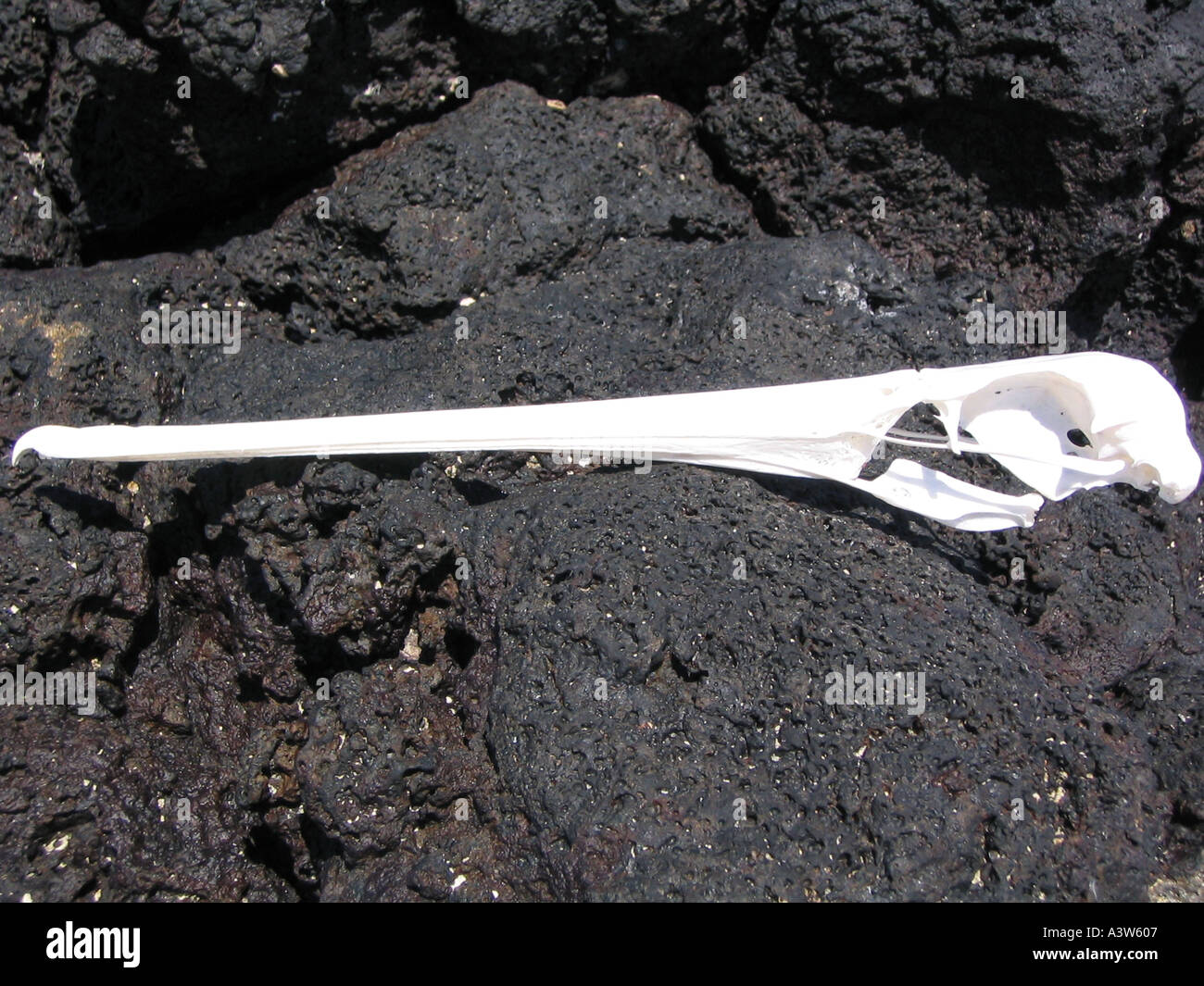 Skeleton Of A Pelican Head Stock Photo Alamy