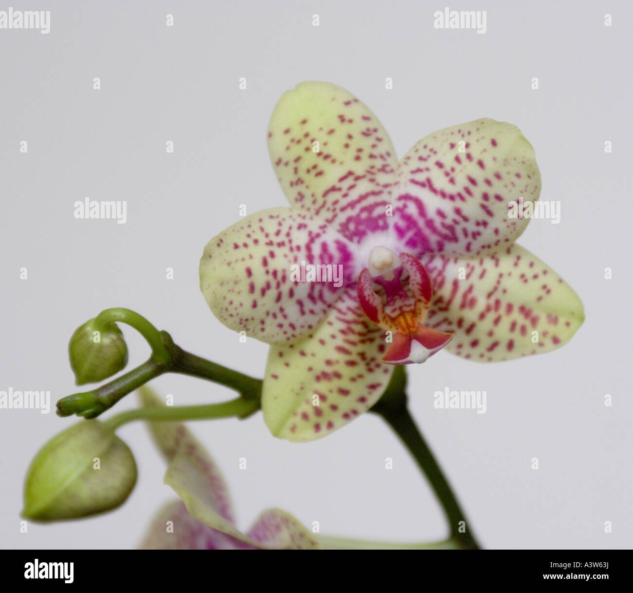 Phalaenopsis orchid yellow and pink Stock Photo