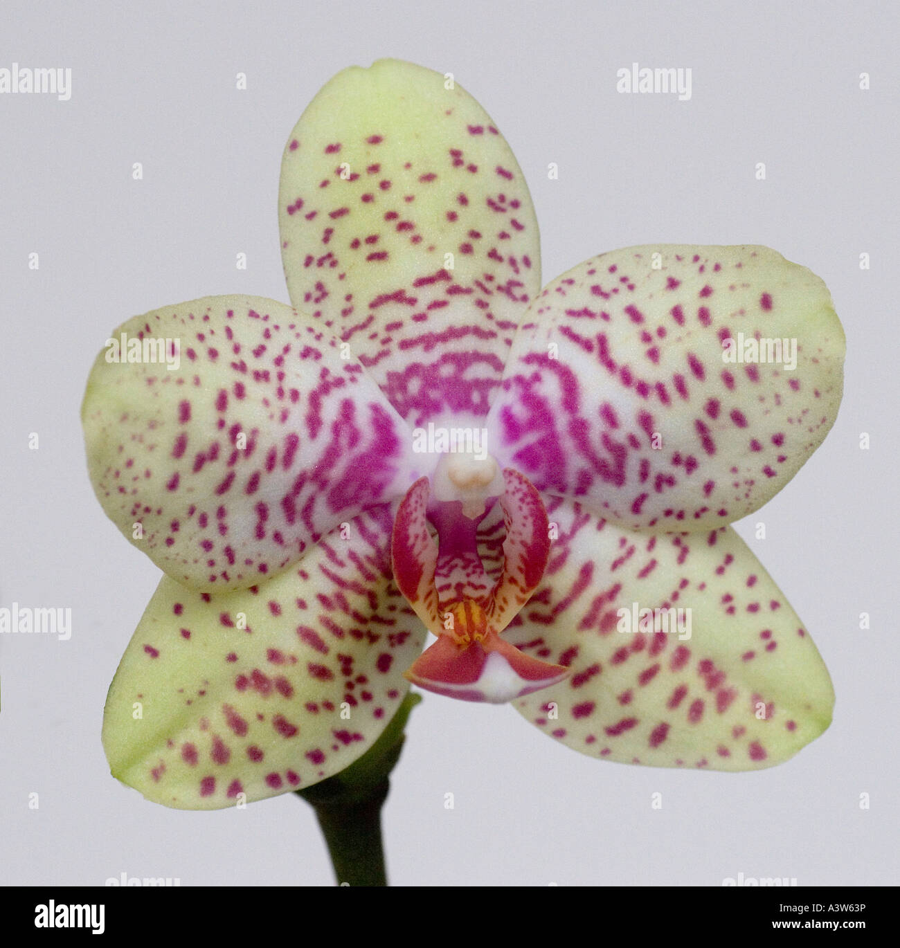 Phalaenopsis orchid yellow and pink Stock Photo