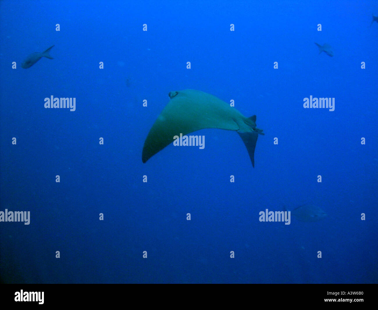 Golden cownose ray Stock Photo - Alamy